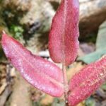 Private 12-hour tour of the Farallones de Cali - Transportation and Personalization