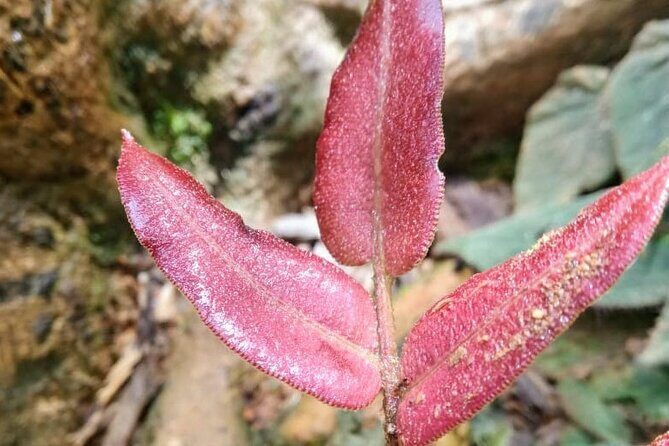 Private 12-hour tour of the Farallones de Cali - Transportation and Personalization