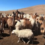 Private 3 day Colca Canyon trekking tour (min 2 people) - What We Loved About This Tour