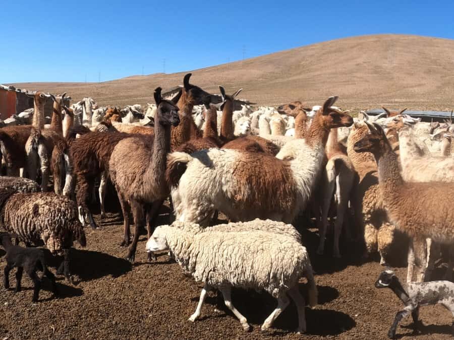 Private 3 day Colca Canyon trekking tour (min 2 people) - What We Loved About This Tour