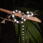 Private 4 Hours Night Jungle Hike Panama Tour - A Closer Look at the Night Jungle Hike in Panama