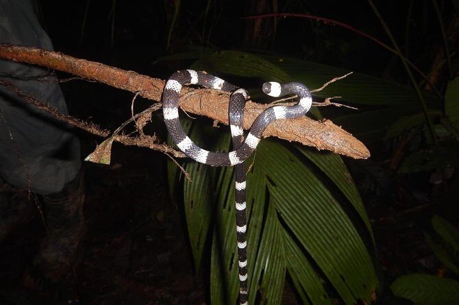Private 4 Hours Night Jungle Hike Panama Tour - A Closer Look at the Night Jungle Hike in Panama