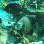 PRIVATE 4Stop Tour: Stingray, Snorkeling, Starfish & 7 Mile Beach - Final Thoughts