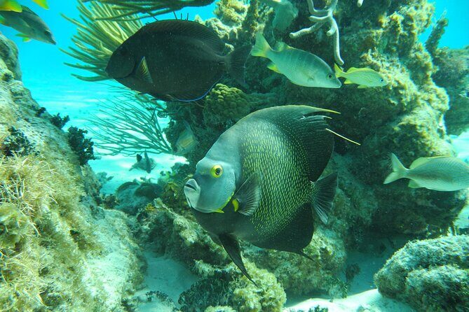 PRIVATE 4Stop Tour: Stingray, Snorkeling, Starfish & 7 Mile Beach - Final Thoughts