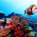 Private 90 Minute Snorkel Tour at Anse Cochon Marine Reserve - Final Thoughts: Is It Worth It?