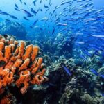 Private Aquafari Tour in Curaçao from Willemstad - Why This Tour Stands Out