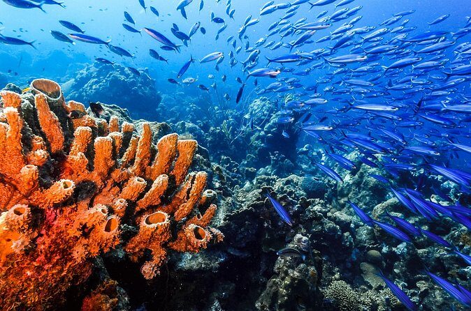 Private Aquafari Tour in Curaçao from Willemstad - Why This Tour Stands Out