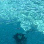 Private Beach Day Snorkeling and Swimming with Pig in Rose Island - Who Would Love This Tour?