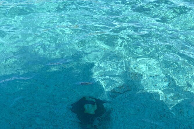 Private Beach Day Snorkeling and Swimming with Pig in Rose Island - Who Would Love This Tour?