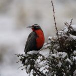Private Bird Watching Experience in Cerro Castillo - Why Choose this Tour?