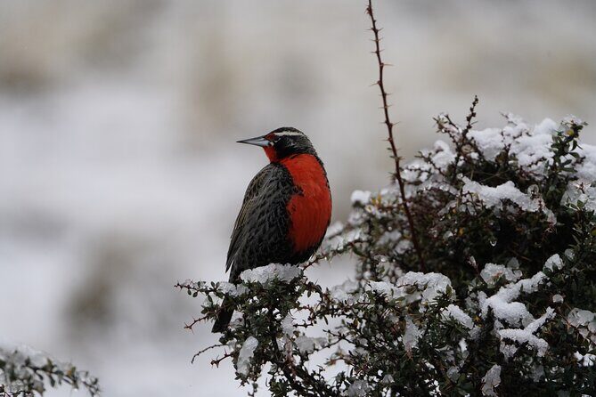 Private Bird Watching Experience in Cerro Castillo - Why Choose this Tour?