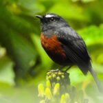 Prívate birding tour in Mindo Cloud-Forest + Mitad del mundo - What Real Travelers Say