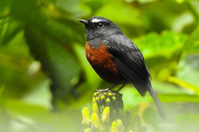 Prívate birding tour in Mindo Cloud-Forest + Mitad del mundo - What Real Travelers Say