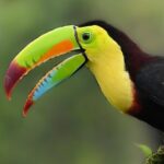 Private Birdwatching at Monteverde - Final Thoughts