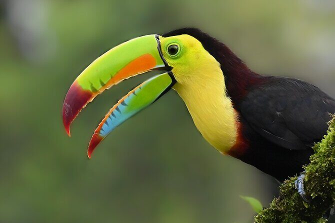 Private Birdwatching at Monteverde - Final Thoughts