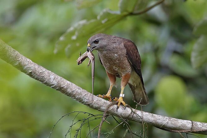 Private Birdwatching in Los Haitises National Park - The Sum Up