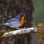 Private Birdwatching Tour and Photography - A Closer Look at the Experience