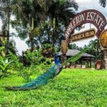 Private Black River and Appleton Rum Tour From Negril - The Details: What to Expect from the Private Negril Tour