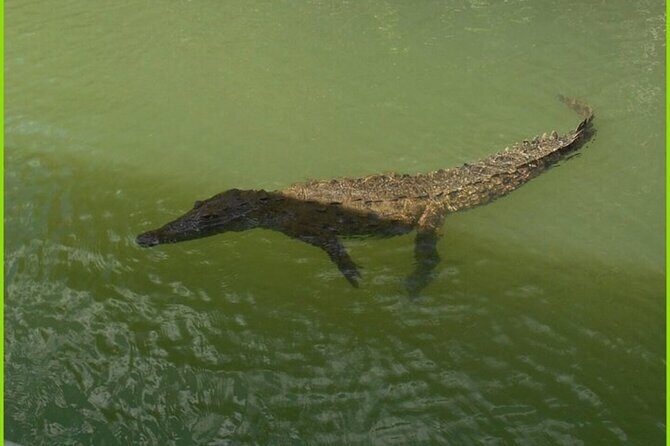 Private Black River Safari Guided Tour & YS Falls Tour - FAQs