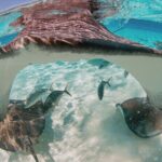 Private Boat Charter Snorkeling Stingray City or Bio Bay - Final Thoughts: Why Choose This Private Boat Tour?