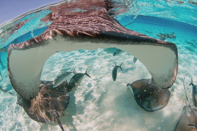 Private Boat Charter Snorkeling Stingray City or Bio Bay - Final Thoughts: Why Choose This Private Boat Tour?