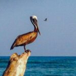 Private Boat to Rosario Islands & Barú - Authentic Experiences and Authenticity