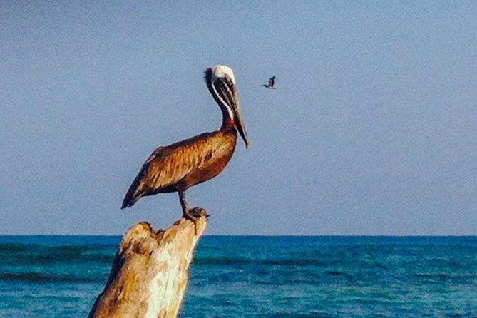 Private Boat to Rosario Islands & Barú - Authentic Experiences and Authenticity