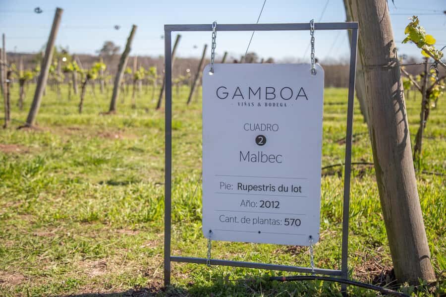 Private Bodega Gamboa Wine Tasting Tour With Lunch - An In-Depth Look at the Bodega Gamboa Tour