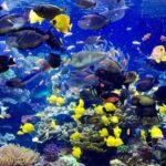 Private: Catalina Island Day Tour from La Romana - An In-Depth Look at the Catalina Island Day Tour