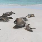 Private Charles Darwin Station Tour &Tortuga Bay Beach with lunch - Practical Details and Value