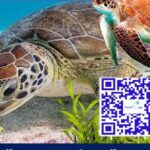 Private Charter for snorkeling, swimming pigs, turtles & fishing.... - FAQ