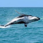 Private City Tour in Cabo Frio: Beaches, History, and Beauty - Detailed Breakdown of the Itinerary