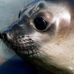 Private Cruise Shore Excursion to Peninsula Valdes - The Heart of Peninsula Valdes: An Unmatched Ecosystem