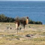 Private Cruise Shore Excursion to Punta Tombo - Who Would Love This Tour?