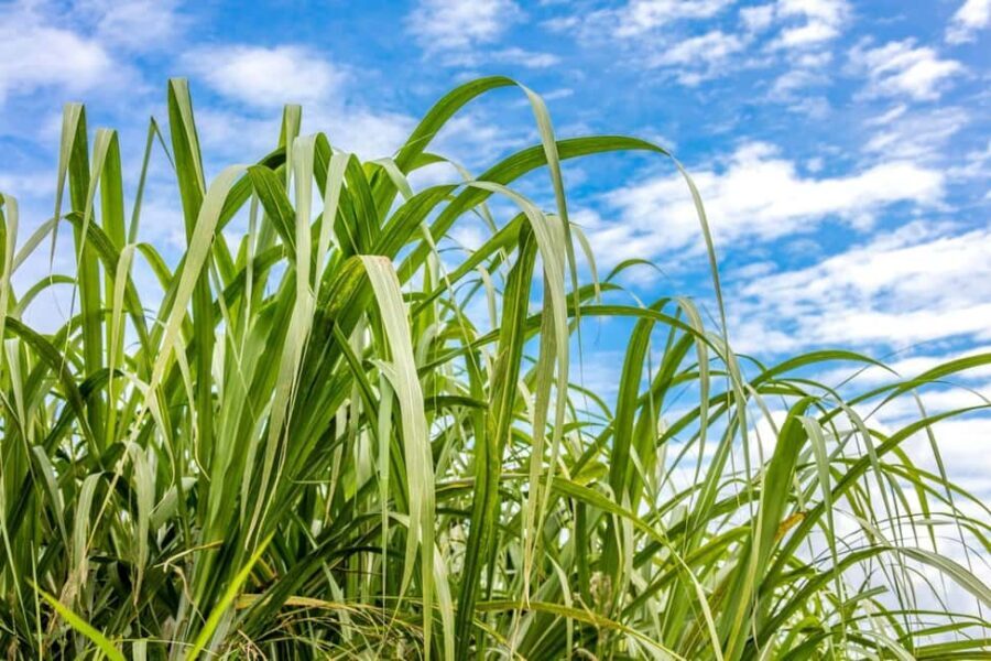 Private: Cultural Higuey & Yuma River Expedition - Scenic River Cruise and Community Visit