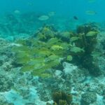 Private Custom Snorkeling and Cruising Experience in Aruba - Who Will Love This Experience?