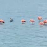 Private Customizable Curacao Beaches, Nature & Countryside Tour - FAQ (Frequently Asked Questions)