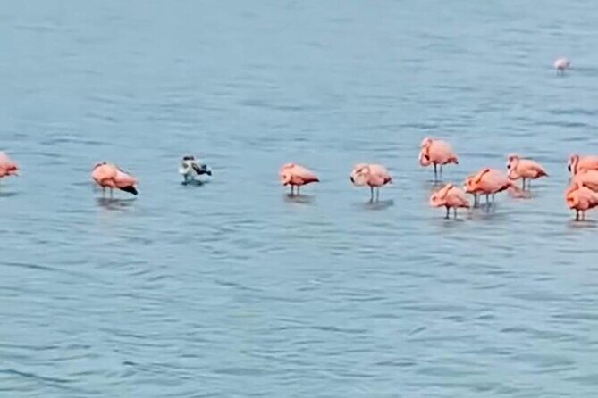 Private Customizable Curacao Beaches, Nature & Countryside Tour - FAQ (Frequently Asked Questions)