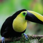 Private customizable tour at Mindo cloud forest - An In-Depth Review of the Mindo Cloud Forest Tour