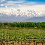 Private Day Mendoza Wineries (Opt Flight from Buenos Aires) - The Details of the Tour: What to Expect