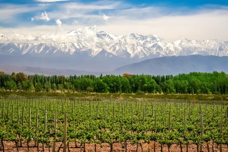 Private Day Mendoza Wineries (Opt Flight from Buenos Aires) - The Details of the Tour: What to Expect