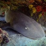 Private Dive at Shipwreck + Beautiful Reef Spot(Certified divers) - Final Thoughts