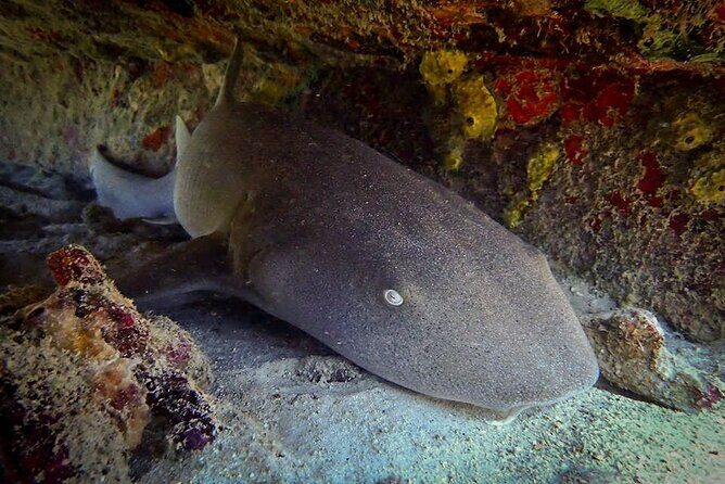 Private Dive at Shipwreck + Beautiful Reef Spot(Certified divers) - Final Thoughts