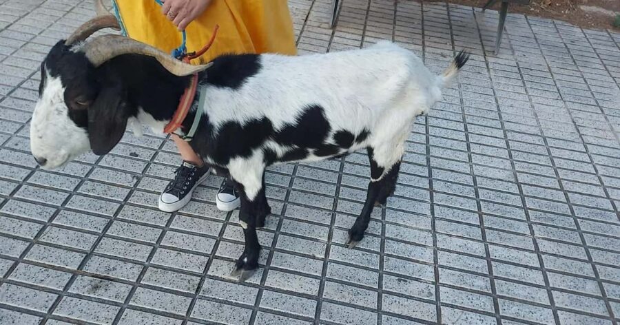 Private: Dominican Countryside Safari & Cultural Immersion - Final Thoughts