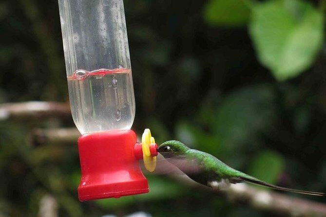 Private Excursion Middle of the World & Hummingbirds Alambi - Who Will Benefit Most from This Tour?