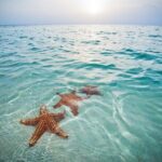 Private Full Day Charter - Stingray City, Starfish Point, Kaibo & Snorkeling - Why This Tour Offers Great Value