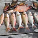 Private Full Day Fishing in Belize Cayes - The Real-World Experience: Authentic Marine Encounters