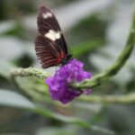 Private Full-Day Mindo Cloud Forest,Butterfly Farm, Chocolate Tour bird watching - Frequently Asked Questions