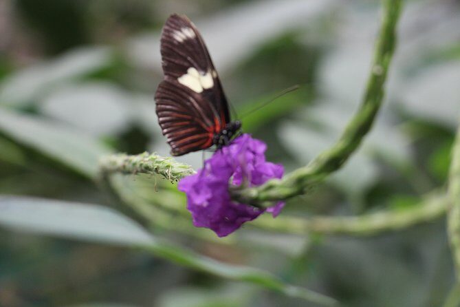 Private Full-Day Mindo Cloud Forest,Butterfly Farm, Chocolate Tour bird watching - Frequently Asked Questions