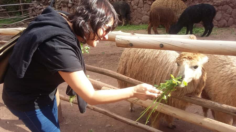 Private Full-Day Sacred Valley & Alpaca Farm Tour - Who Will Love This Tour?